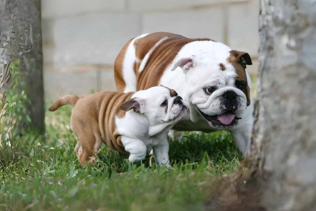 The 1 Best Bulldogs & Ultimate Guide