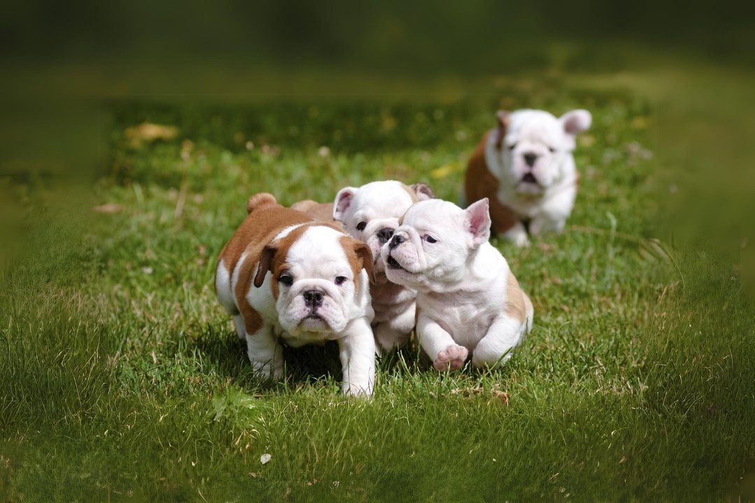 The 1 Best Bulldogs & Ultimate Guide