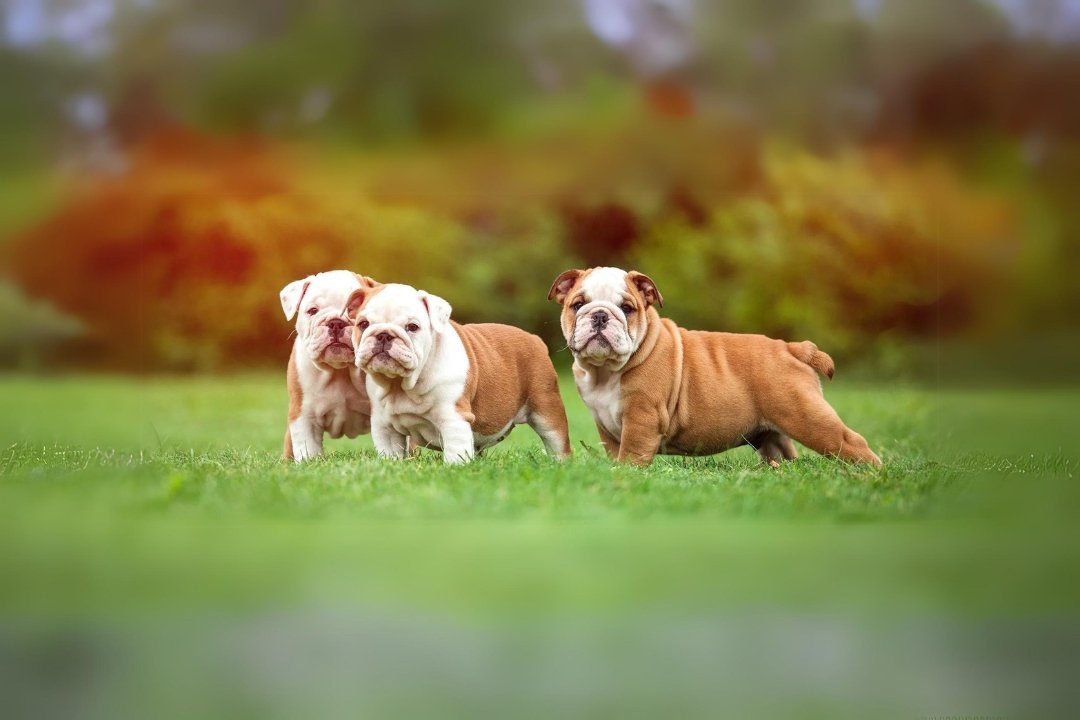 The 1 Best Bulldogs & Ultimate Guide