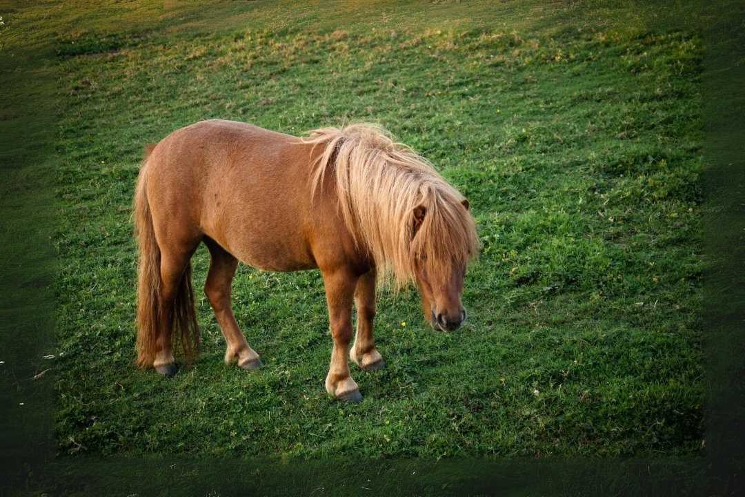 Pony Horses