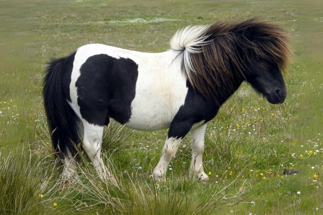 Pony Horses