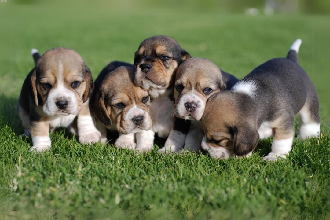 Beagle Dogs