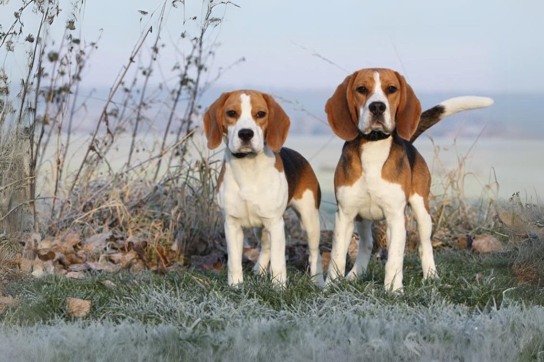 Beagle Dogs