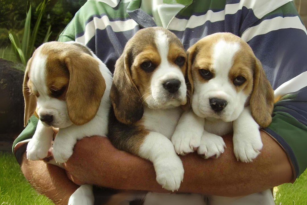 Beagle Dogs