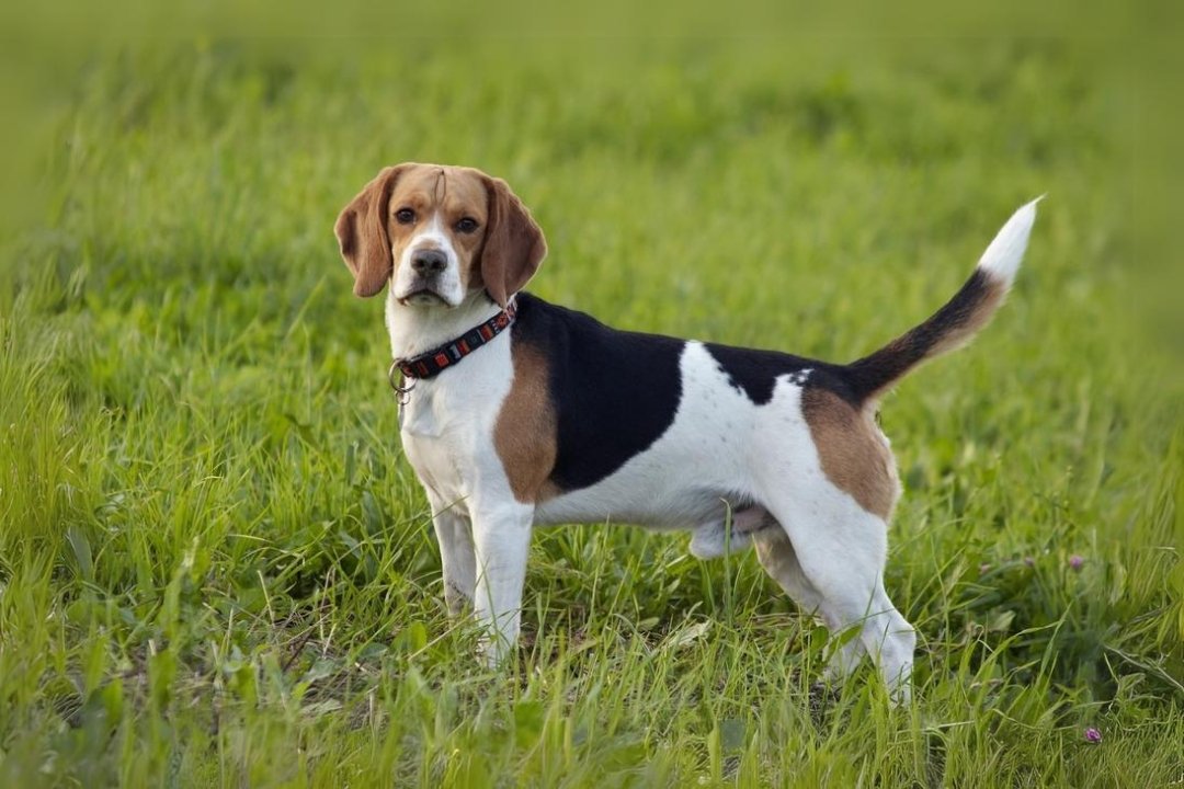 Beagle Dogs