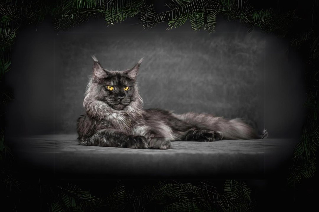 Maine Coon Cat