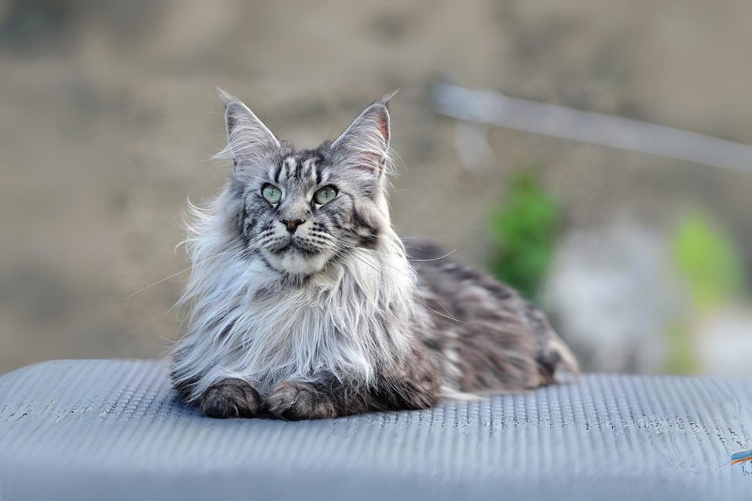 Maine Coon Cat