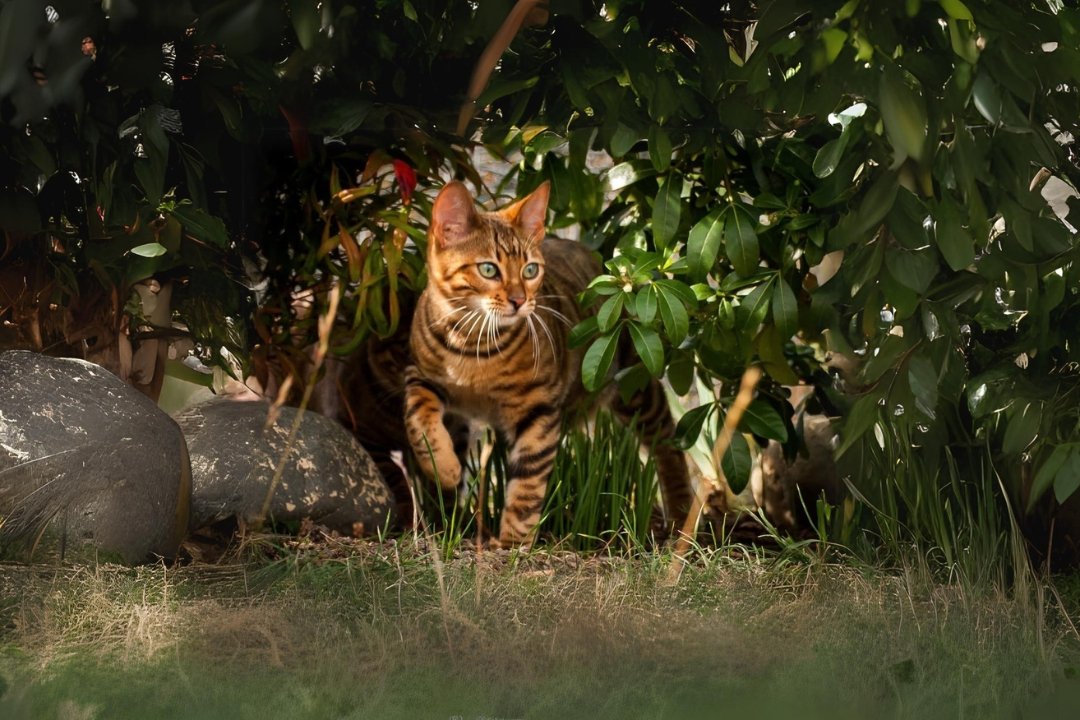 Tiger Cats