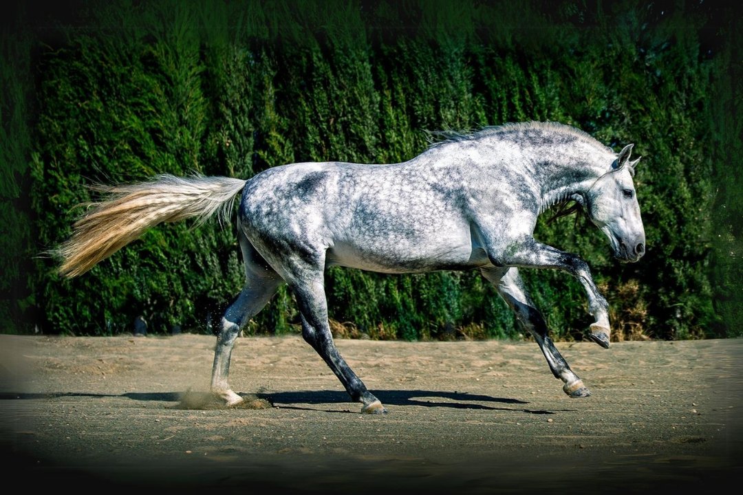 Andalusian Horse