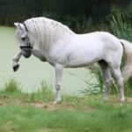 Andalusian Horse